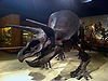 Cleveland Museum of Natural History
