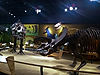 Cleveland Museum of Natural History