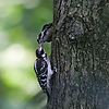 Downy Woodpeckers