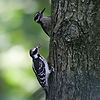 Downy Woodpeckers