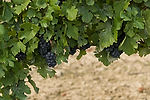 Grapes at Harpersfield Winery