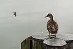 Ducks at Inner Harbor