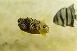 Striped Burrfish & Spadefish