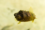 Striped Burrfish
