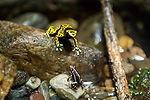 Yellow-Banded Poison Dart Frog & Blue-Bellied Poison Dart Frog