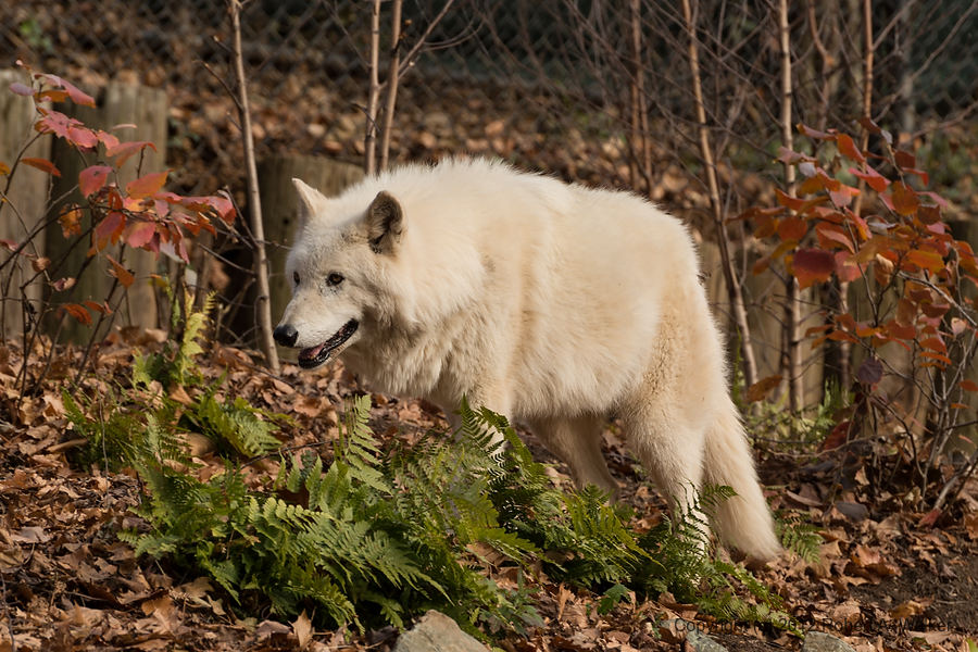 IMG_42.jpg