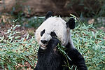 Mei Ling (Female Giant Panda)