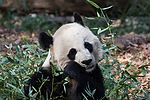 Mei Ling (Female Giant Panda)