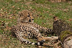 Cheetah