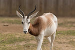 Dama Gazelle