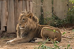 African Lion