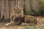 African Lion