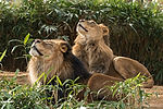 African Lions