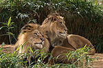 African Lions
