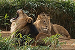 African Lions