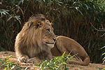 African Lion