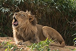 African Lion