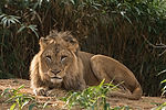 African Lion