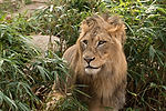 African Lion