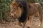 African Lion