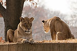 African Lions