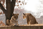 African Lions