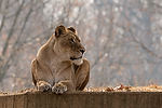African Lion
