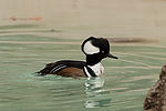 Hooded Merganser