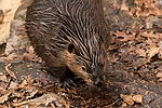 American Beaver