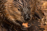 American Beaver