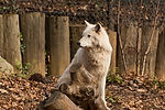 Gray Wolf