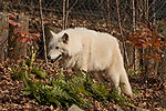 Gray Wolf