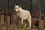 Gray Wolf