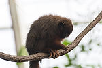 Dusky Titi