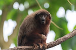 Dusky Titi