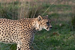 Cheetah