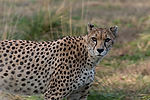 Cheetah