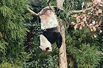 Tian Tian (Male Giant Panda)