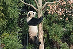 Tian Tian (Male Giant Panda)