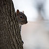 Squirrel