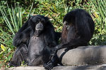 Siamangs