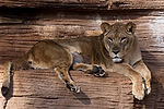 African Lion