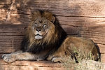 African Lion
