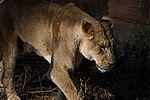 African Lion
