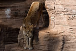 African Lion