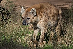 Spotted Hyena