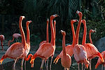 Caribbean Flamingos