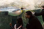 Watching a King Penguin