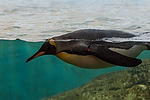 King Penguin