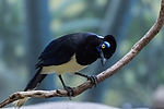 Plush-Crested Jay